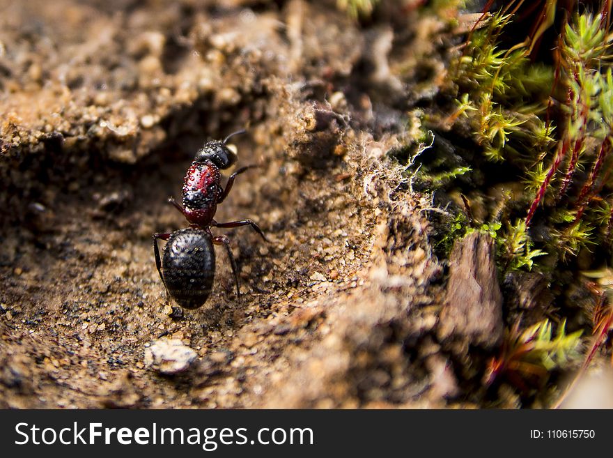 Insect, Fauna, Macro Photography, Close Up