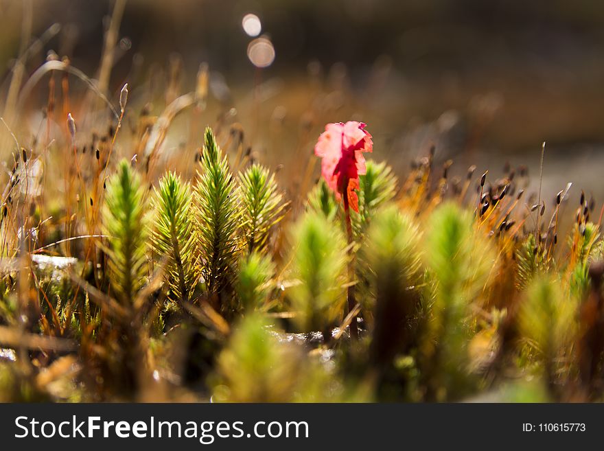 Vegetation, Close Up, Plant, Grass