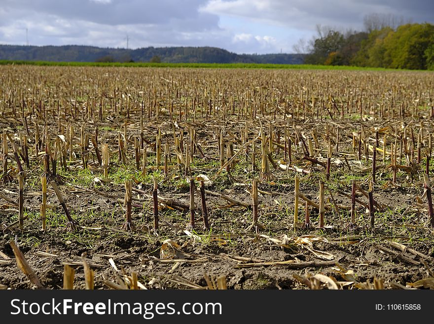 Crop, Agriculture, Field, Grass Family