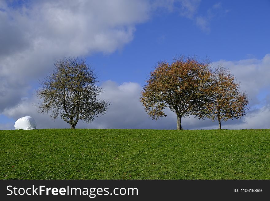 Sky, Grassland, Tree, Nature