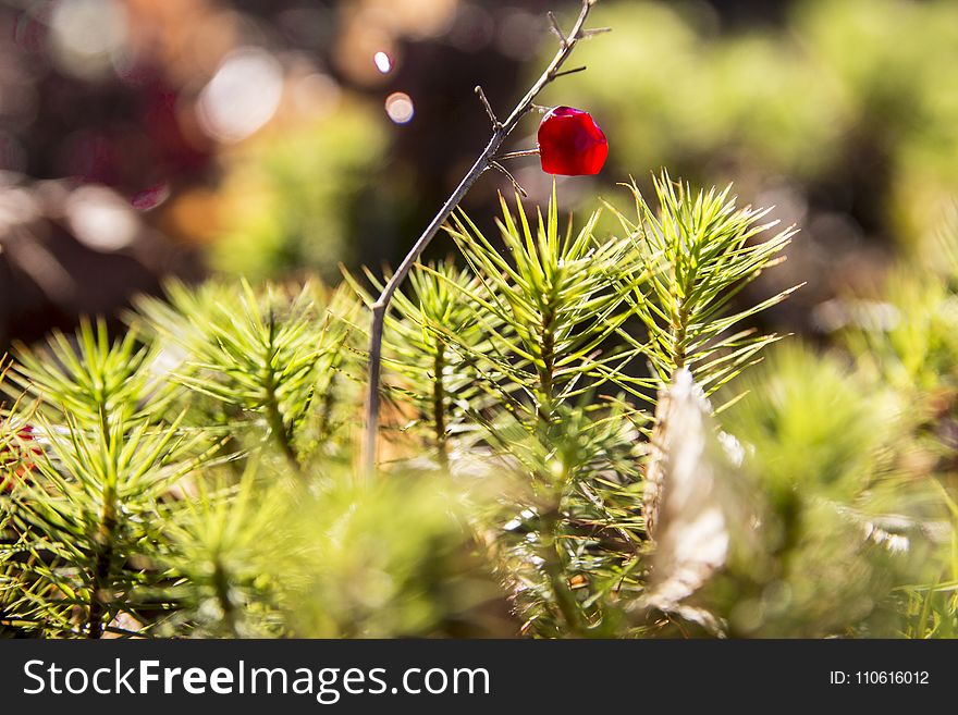 Leaf, Branch, Tree, Pine Family