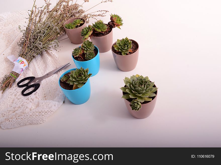 Plant, Flowerpot, Houseplant, Cactus