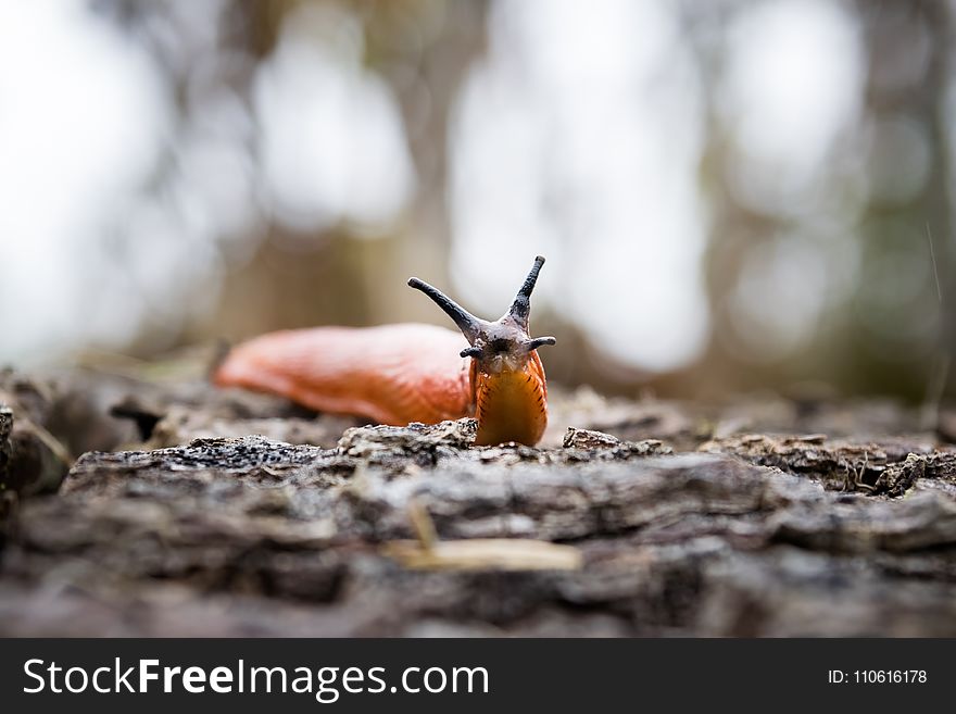 Invertebrate, Macro Photography, Insect
