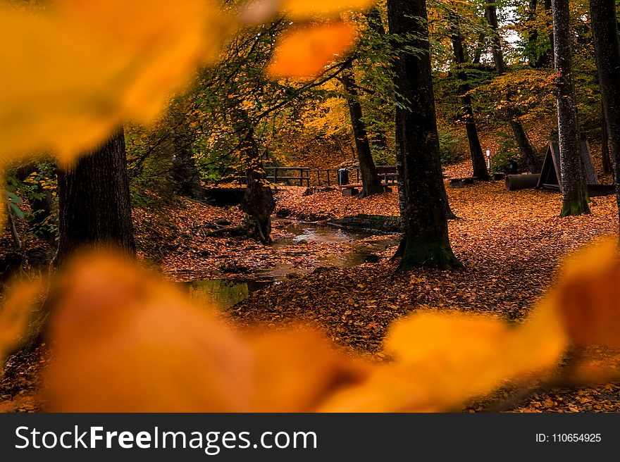 Shallow Focus Photo of Brown Dried Leaves