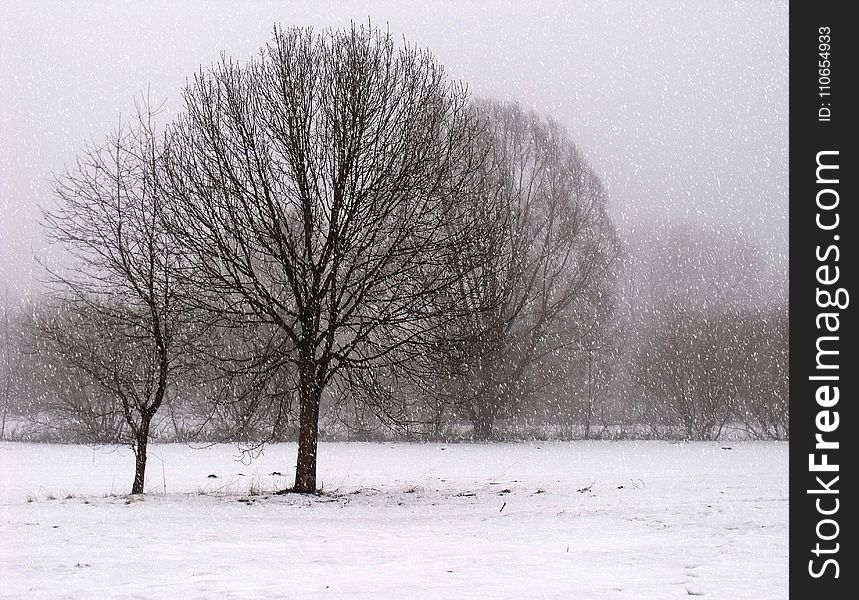 Brown Trees Covered With Snow