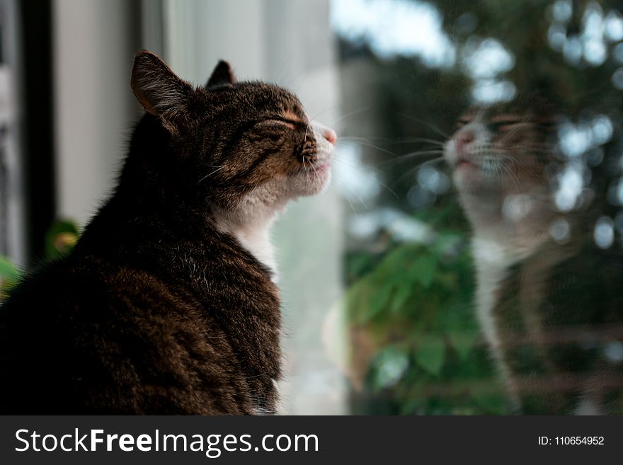 Selective Focus Photography Of Brown Tabby Kitten Standing Against Glass Window