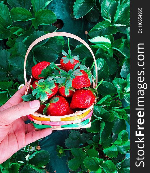 Basket of Red Strawberries