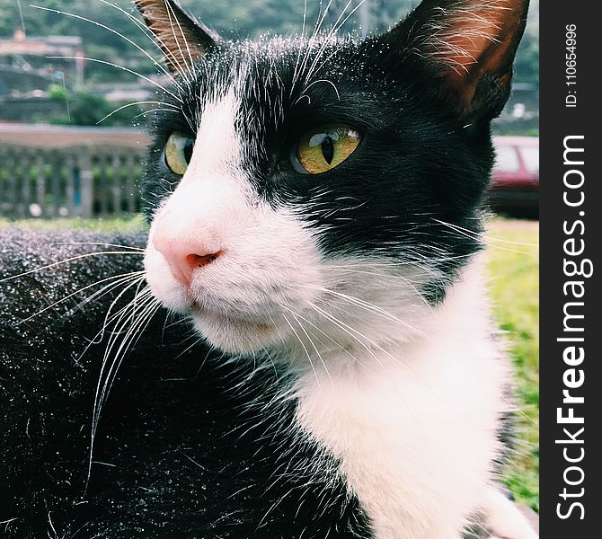 Close-up Photography Of Tuxedo Cat