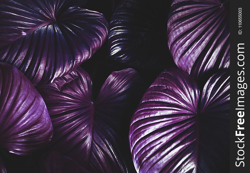 Purple Leaves