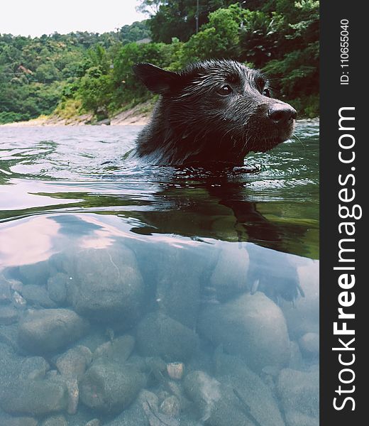 Short-coated Black Dog in Body of Water