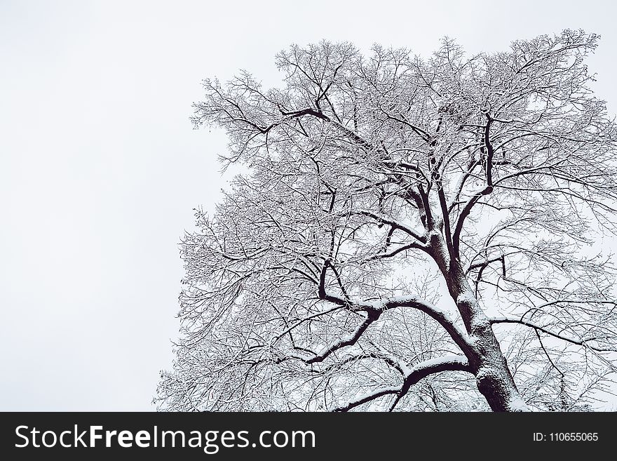 Snow Coated Tree Illustration