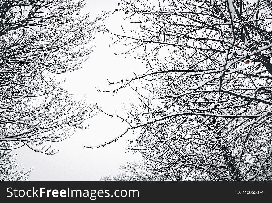 Low Angle Photography of Bare Tree during Winter Season