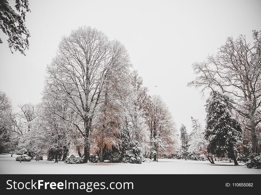 Photo of Trees Covered of Snow