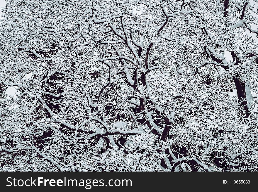 Snow Covered Bare Tree