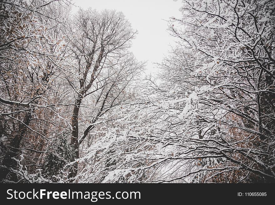 Snowy Leafless Trees