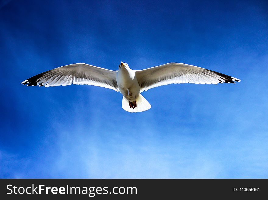 White Seagull Flying On Sky