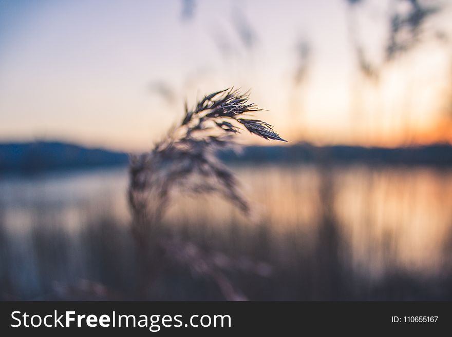 Shallow Focus Photography of Grey Wheat