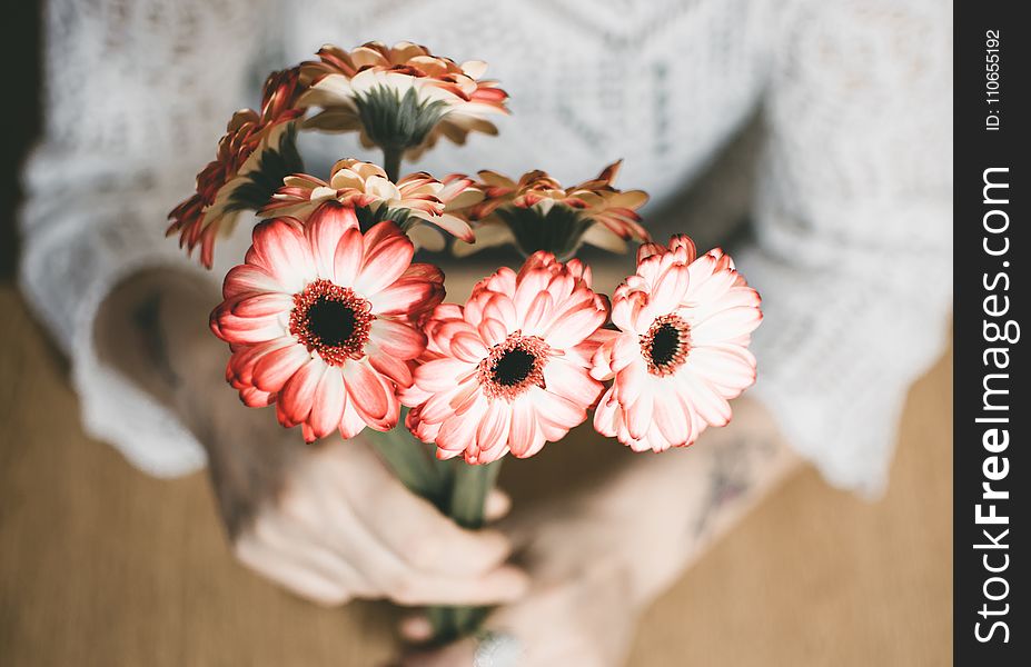 Selective Focus Photography Of Person Holding Red Petaled Flowers