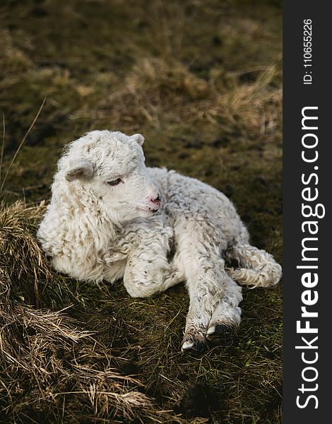Selective Photography of White Lamb on Hay