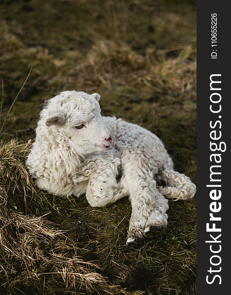 Selective Photography Of White Lamb On Hay