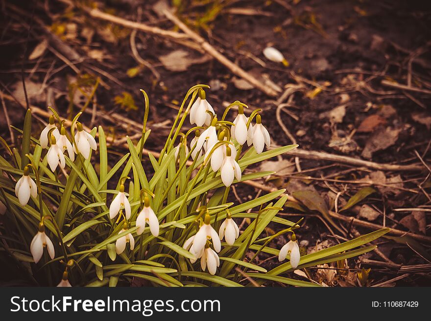 First spring flowers white snowdrops blooming in the garden, vintage background. First spring flowers white snowdrops blooming in the garden, vintage background.