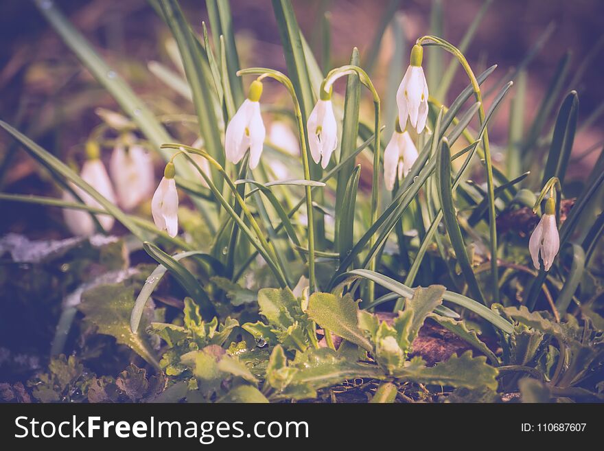 First spring flowers white snowdrops blooming in the garden, vintage background. First spring flowers white snowdrops blooming in the garden, vintage background.