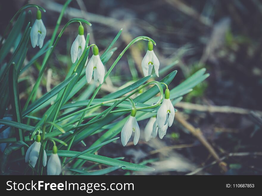 First spring flowers white snowdrops blooming in the garden, vintage background. First spring flowers white snowdrops blooming in the garden, vintage background.