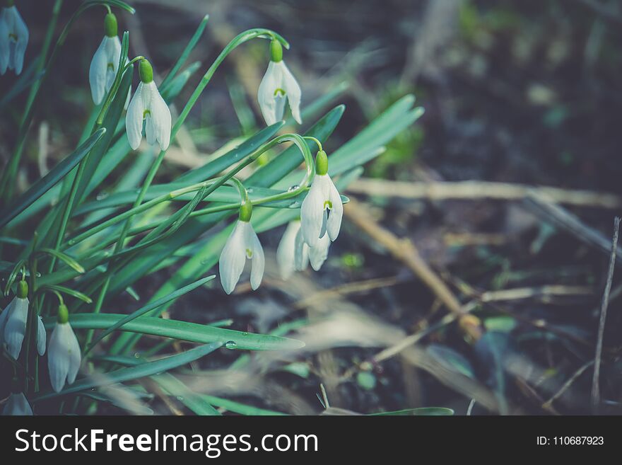 First spring flowers white snowdrops blooming in the garden, vintage background. First spring flowers white snowdrops blooming in the garden, vintage background.