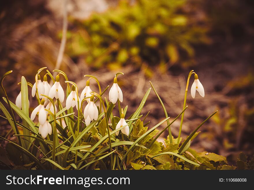 First spring flowers white snowdrops blooming in the garden, vintage background. First spring flowers white snowdrops blooming in the garden, vintage background.