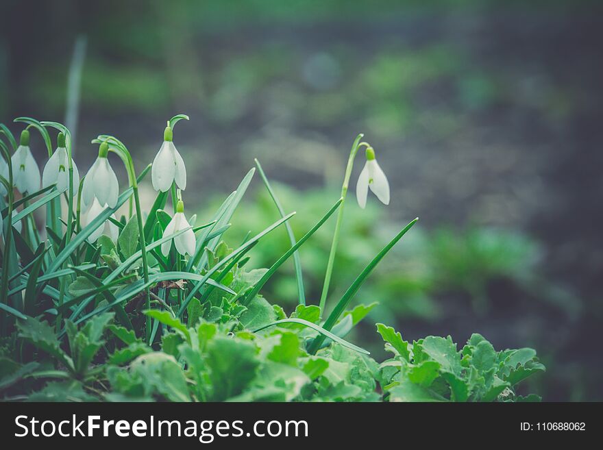 First spring flowers white snowdrops blooming in the garden, vintage background. First spring flowers white snowdrops blooming in the garden, vintage background.