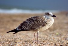Seagull On The Beach Royalty Free Stock Photography Seagull On The Beach Royalty Free Stock Photography