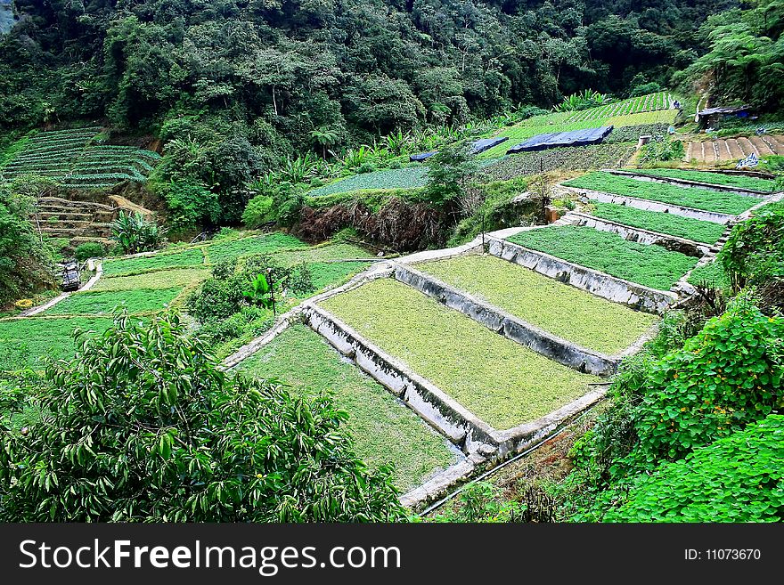 A step farm with varies vegetable in Cameron Highlands. A step farm with varies vegetable in Cameron Highlands