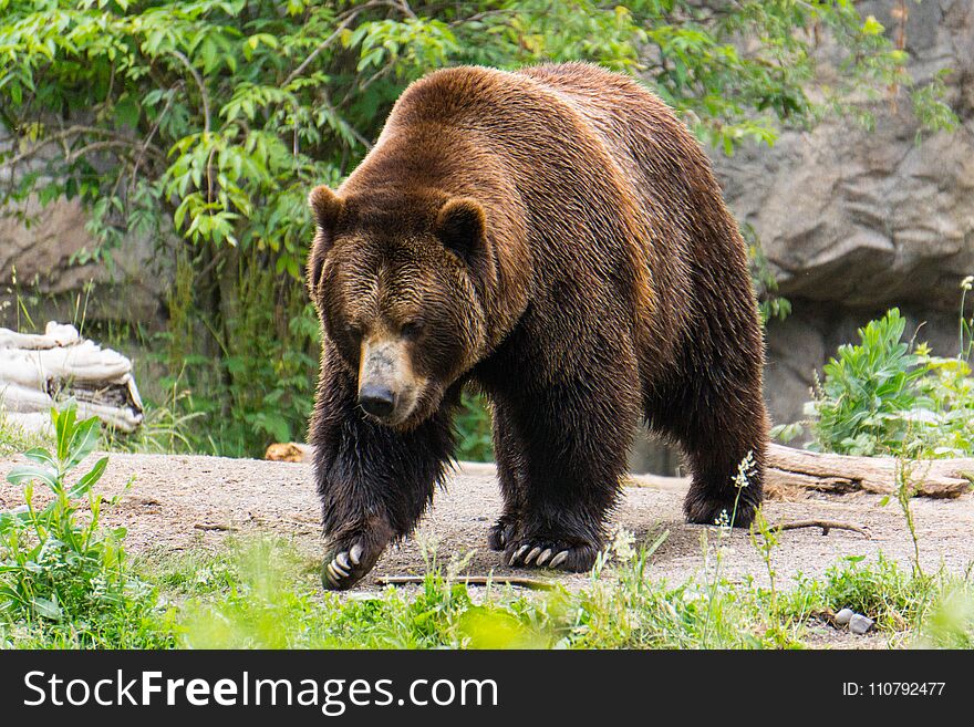 Brown bear is looking for afternoon meal on a Cascade Mountain forest trail. This grizzly bear is oblivious to the watchful eye of the camera. Brown bear is looking for afternoon meal on a Cascade Mountain forest trail. This grizzly bear is oblivious to the watchful eye of the camera.