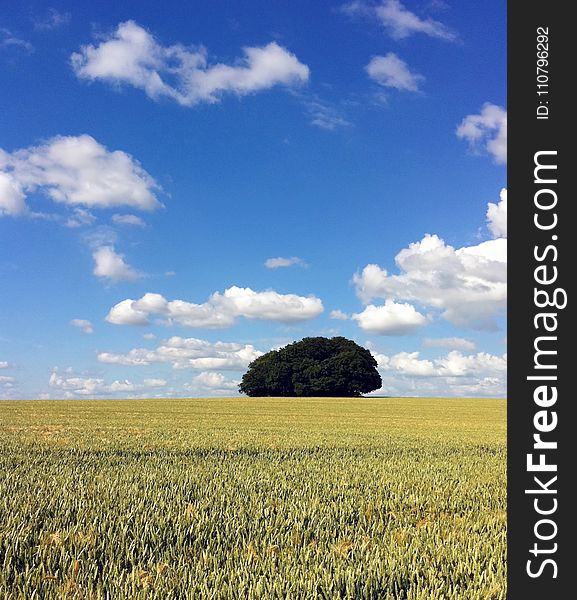 Green Leaf Tree and Grass Field Under Blue Sky and White Clouds