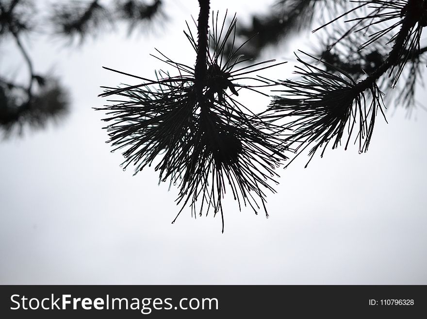 Silhouette Photo Of Plants