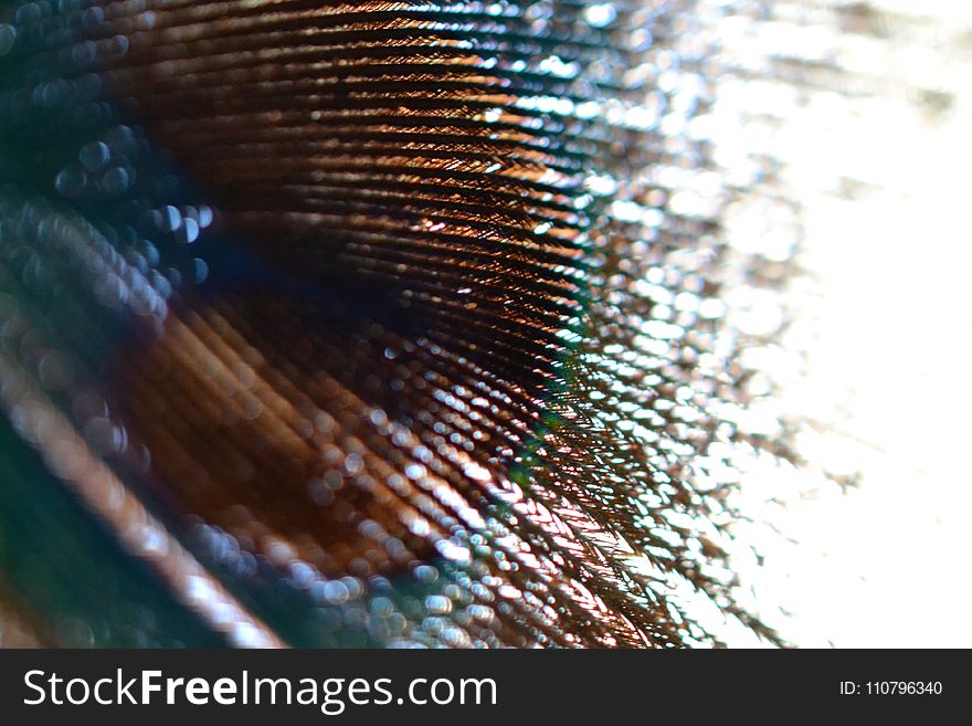 Macro Photography of Animal Feather