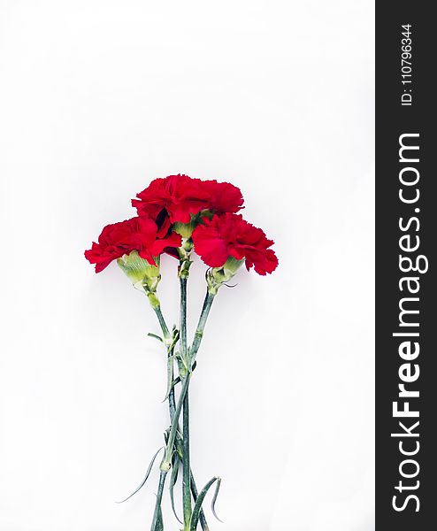 Flatlay Photography of Red Carnations
