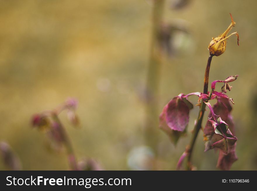 Close-up Photography of Dried Flowers