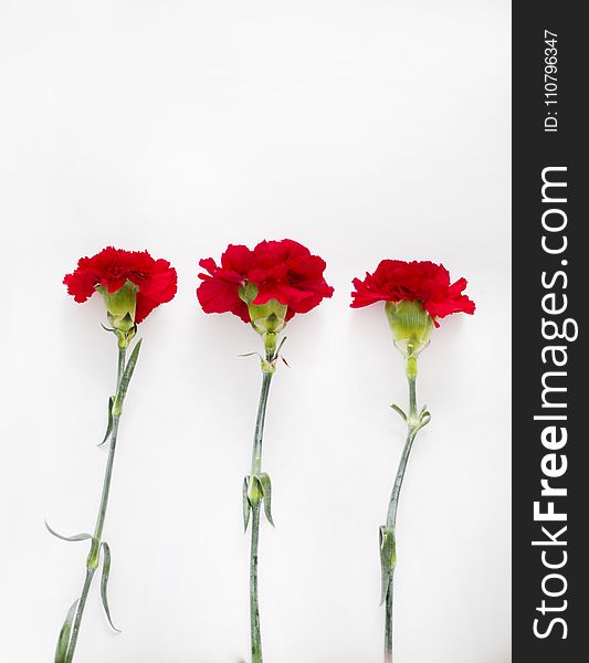 Flatlay Photography of Carnation
