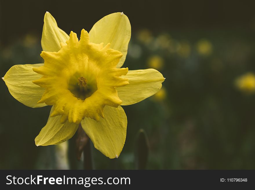 Close-up Photography Of Daffodil Flower