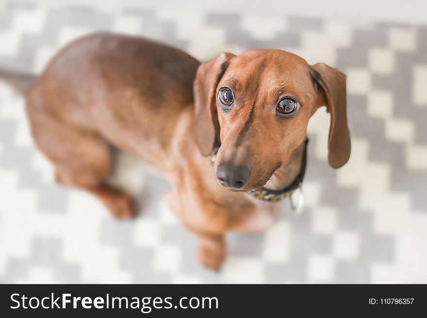 Close-up Photography of Dachshund