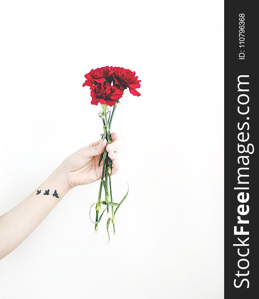 Photo of Person Holding Bouquet of Red Carnations