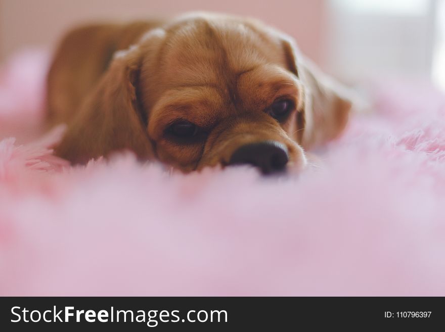 Closeup Photography Of Short-coated Tan Puppy