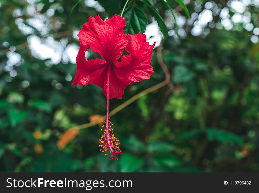 Selective Focus Photography of Red Hibiscus Flower