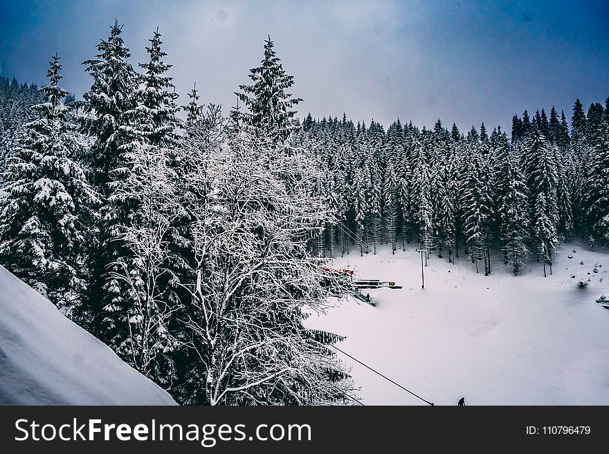 Green Pine Trees Covered With Snow Under Cloudy Blue Sky