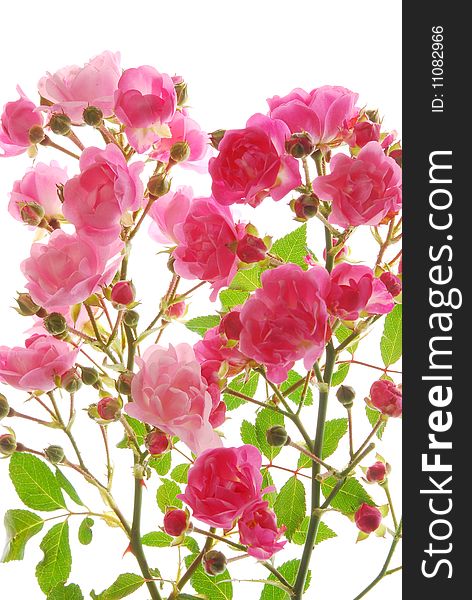 Pink Roses  on   white   background,