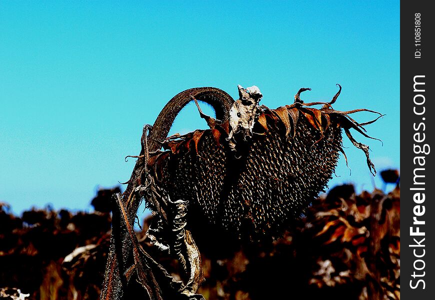 Sunflower Head Before Harvest