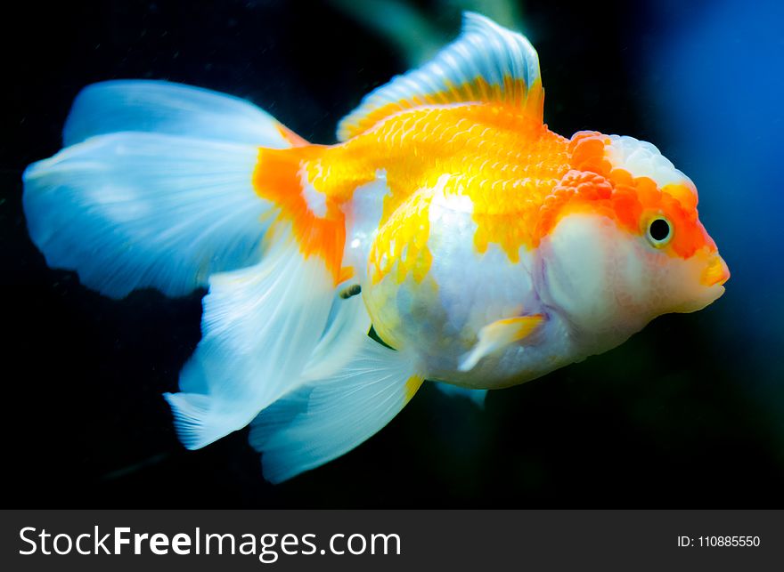 Orange and White Fish