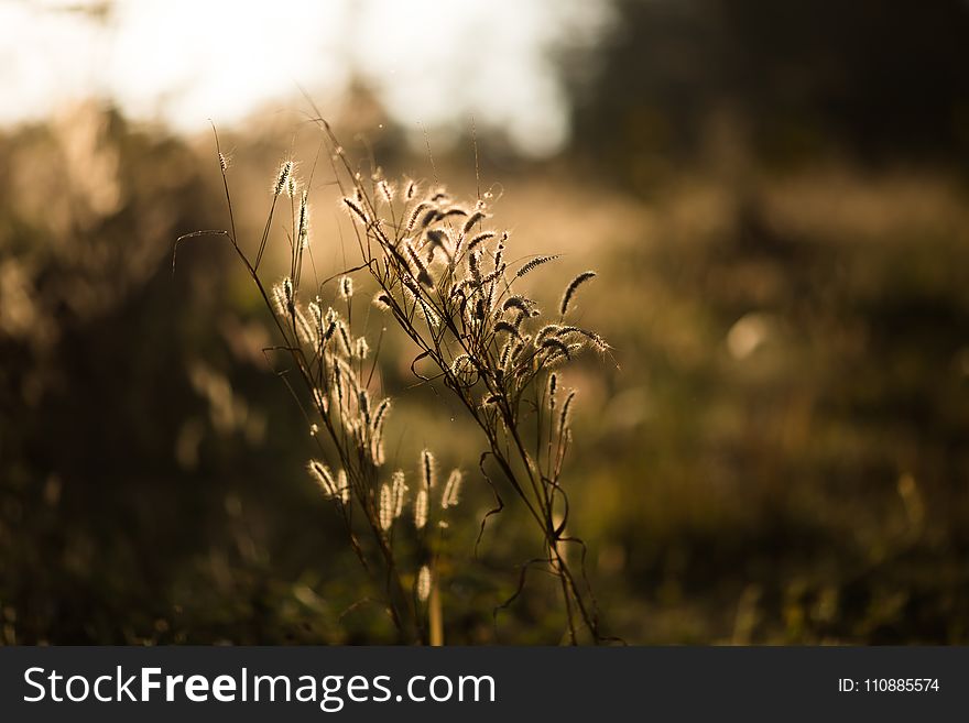 Selective Focus Photo Of Flower