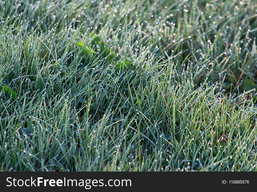 Shallow Focus Photography of Grass Wit Droplets of Water